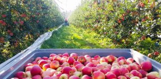 Македонските јаболка отпорни на короната: Извозот во првите девет месеци поголем за 34% во споредба со лани