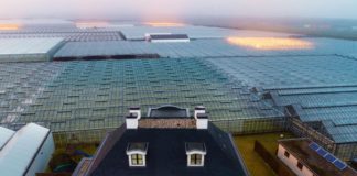 Како Холандија стана втор најголем извозник на храна во светот?