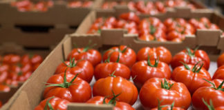 Без квалитетни и стандардизирани производи тешко се стига на европскиот пазар