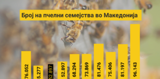 Земја на медот: Расте бројот на пчелни семејства во Македонија