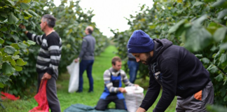 Македонскиот органски лешник за првпат се извезува на швајцарскиот пазар