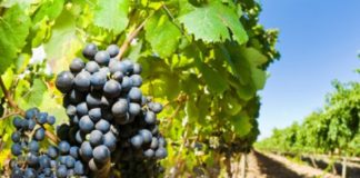 Винската индустрија бара поддршка од Владата за да се избегне колапсот кој и се заканува од корона кризата