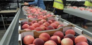 Се очекува намалено производство на праска и нектарини, што ќе го зголеми увозот