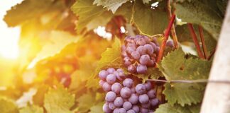 Само со воведување на светски стандарди може да се спасат лозарството и винарството во Македонија