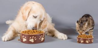 Србија годинава ќе извезе храна за мачки и кучиња вредна над 100 милиони евра