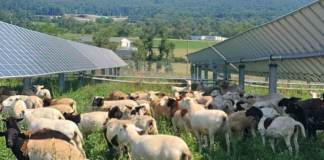 Француската Акио Енерџи во Штип ќе гради голем соларен парк вреден 270 милион евра