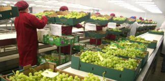 Перу стана светски најголем извозник на грозје