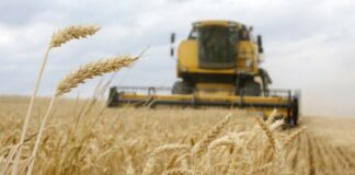 Цената на пченицата на највисоко ниво во последните 14 години поради стравувањата од недостиг на снабдување