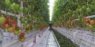 Скапата енергија го намалува и производството на домати во ЕУ