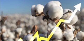 Цените на памукот повисоки за 30 % од почетокот на годинава