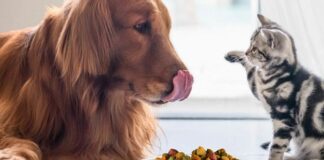 Србија од извоз на храна за кучиња и мачки лани заработила 146 милиони долари