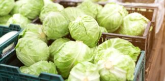 Украина и Полска се најголеми извозни пазари за македонската зелка