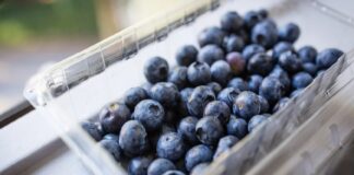 Потрошувачката на боровинки во земјите на ЕУ и Кина ќе порасне два до три пати до 2027 година