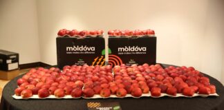 Како малата Молдавија се најде меѓу 10-те најголеми извозници на јаболка во светот?