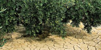 Земјоделското производство во ЕУ годинава ќе се намали поради големата суша