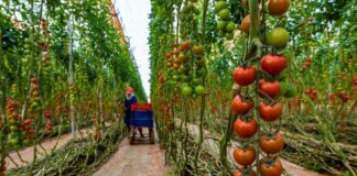 Доматите од Мароко ја освојуваат Европа