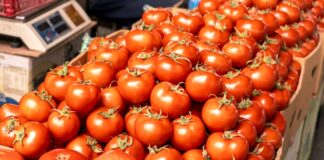 Македонија е трет извозник на домати во регионот и 37. во светот