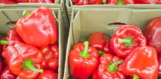 Со извоз на пиперки од 15,5 милиони долари, Македонија е втор најголем извозник од регионот и 27-ми во светот