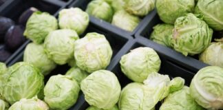 Македонија е 15-ти најголем извозник на зелка во светот и најголем извозник во регионот