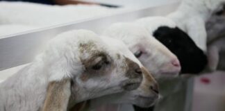 Извоз на јагнешко месо од 11,2 милиони евра за првите четири месеци, пад од 9,3 % споредено со лани