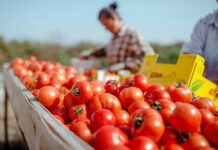 Четирикратно зголемен извозот на земјоделски производи од Албанија во последните 10 години