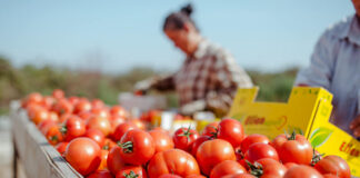 Четирикратно зголемен извозот на земјоделски производи од Албанија во последните 10 години