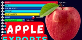 (Видеографик) Топ најголеми извозници на јаболка во светот