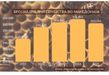Во Македонија има над 300 илјади пчелни семејства